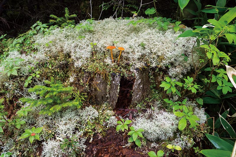 地衣類や高山植物が生えた根株