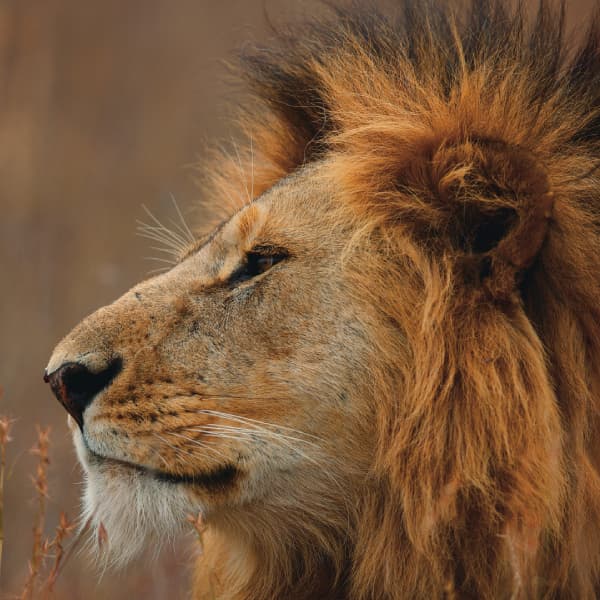 類いまれなる野生動物の王様「ライオン」 | SANYO CHEMICAL MAGAZINE