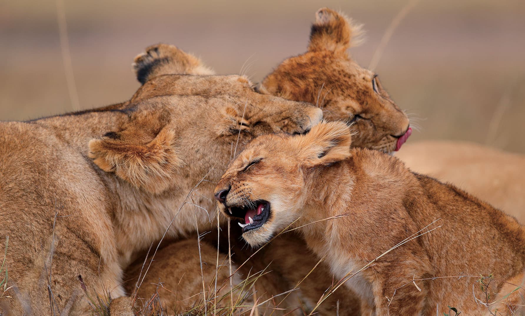 類いまれなる野生動物の王様「ライオン」 | SANYO CHEMICAL MAGAZINE