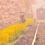 幾百幾千の花びらが舞う。季節の変わり目にだけ出会える、ドラマチックな風景真岡鐵道（栃木県）