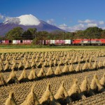 雪をたたえた岩手山と稲干しの風景（2018.11.2/IGRいわて銀河鉄道 好摩駅付近）