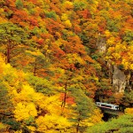 鳴子峡と陸羽東線。高さ約100mのV字型渓谷を囲む紅葉は、息をのむ美しさ （2010.11.1/陸羽東線 鳴子温泉駅～中山平温泉駅）